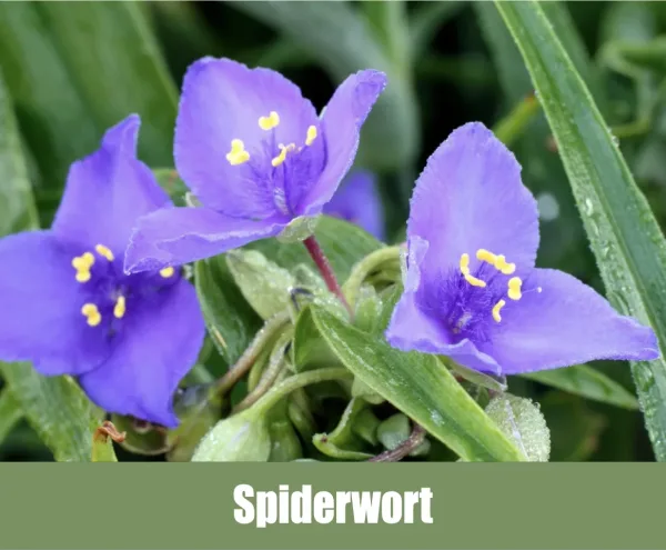 Spiderwort, Tradescantia